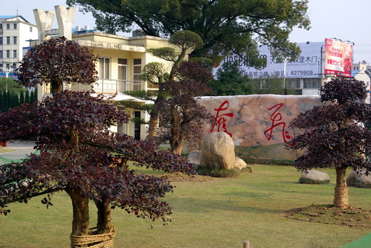 王飞炎先生捐赠的景观树